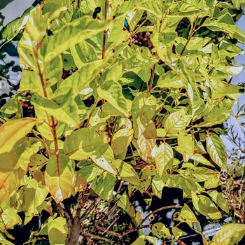 Cephalanthus Occidentalis - Cephalanthus Crimson Comet