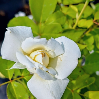 Rosa - 'John F. Kennedy' Hybrid Tea Rose Rosa - 'John F. Kennedy' Hybrid Tea Rose
