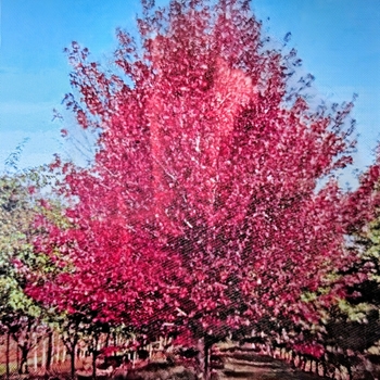 Acer rubrum - 'Redpointe®' Maple Acer rubrum - 'Redpointe®' Maple