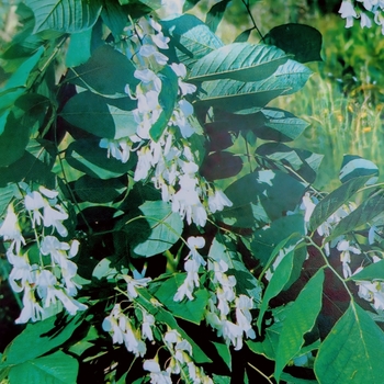 Cladrastis kentukea - Yellowwood