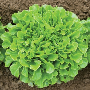 Lettuce - Lettuce Oak Leaf 
