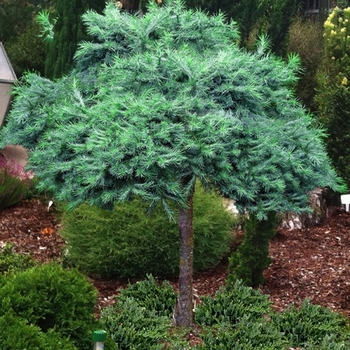 Larix kaempferi - 'Blue Dwarf' Japanese Larch