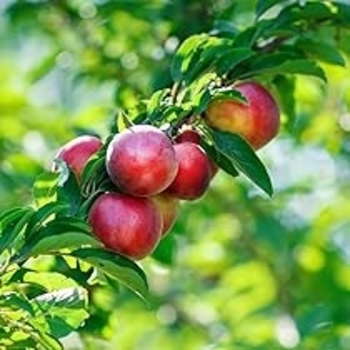 Prunus persica var. nucipersica - 'Redgold' Nectarine