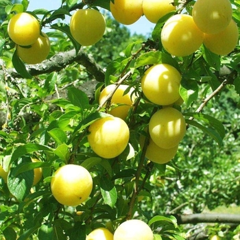 Prunus salicina - 'Shiro' Shiro Plum