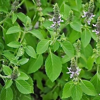Basil - Basil Holy 