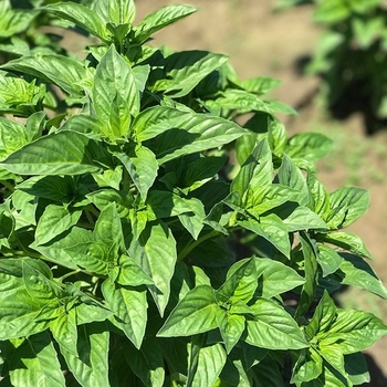 Basil - Basil Rutgers DMR Obsession