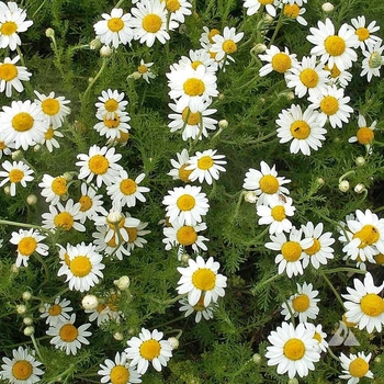 Chamomile - Chamomile Roman 