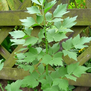 Lovage - Lovage