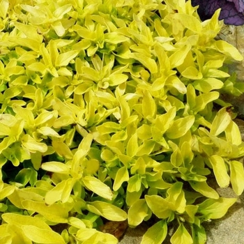 oregano - Oregano Golden