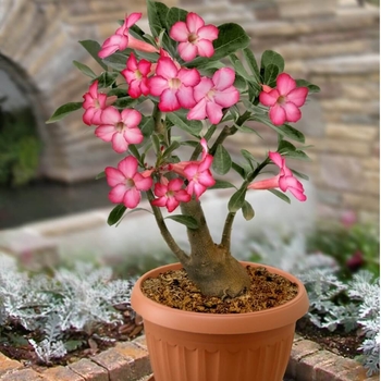 Adenium Desert Rose - Adenium Desert Rose 