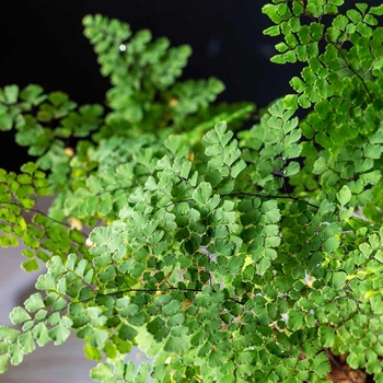 Adiantum x tracyi (Maidenhair Fern) - Maidenhair Fern