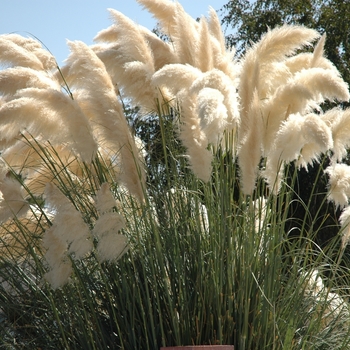Cortaderia selloana - Pampas Grass