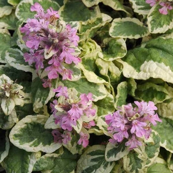 Ajuga reptans 'Pink Lightning' (Bugleweed) - Pink Lightning Bugleweed