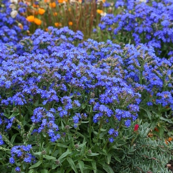 Anchusa capensis ''Blue Angel'' (Summer Forget-Me-Not) - 'Blue Angel' Summer Forget-Me-Not