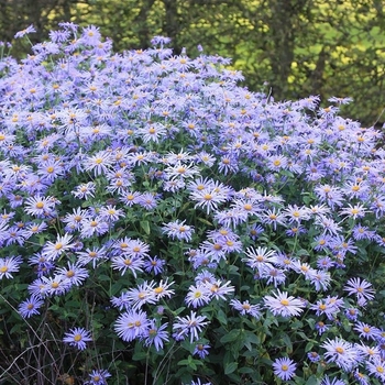 Aster x frikartii 'Monch' (Frikart's Aster) - Monch Frikart's Aster