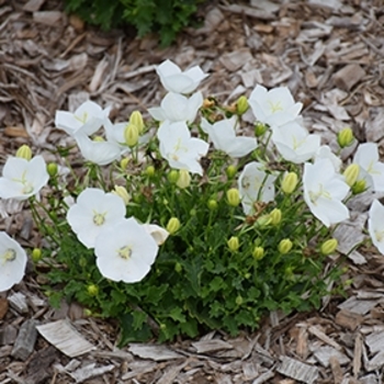 Campanula carpatica 'Pearl White' (Carpathian Bellflower) - Pearl White Carpathian Bellflower