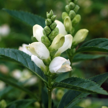 Chelone glabra - White Turtlehead