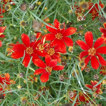 Coreopsis verticillata 'Broad Street' PP24598 (Tickseed) - Cruizin' Broad Street