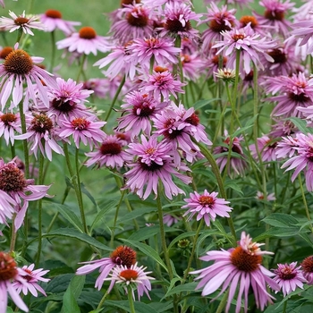 Echinacea 'Double Decker' (Coneflower) - Double Decker Coneflower