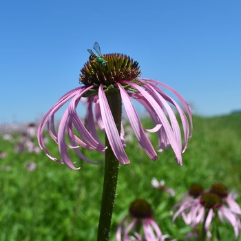 Echinacea pallida - Pale Purple Coneflower