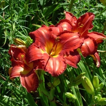 Hemerocallis - 'Diva's Choice' Daylily