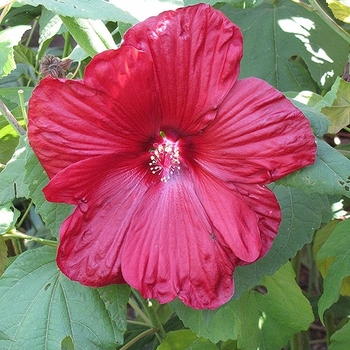 Hibiscus moscheutos 'Disco Belle Red' (Hibiscus) - Disco Belle Red Hibiscus