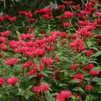 Monarda didyma 'Cambridge Scarlet' (Bee Balm) - Cambridge Scarlet Bee Balm