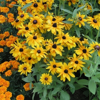 Rudbeckia hirta 'Goldilocks' (Black-Eyed Susan) - Goldilocks Black-Eyed Susan