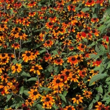 Rudbeckia triloba - 'Prairie Glow' Black-Eyed Susan
