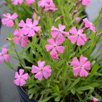Silene caroliniana var. wherryi - 'Short and Sweet' Wild Pinks