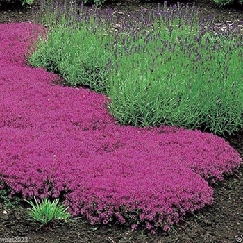 Thymus serpyllum 'Magic Carpet' (Thyme) - Magic Carpet Thyme Thymus serpyllum 'Magic Carpet' (Thyme) - Magic Carpet Thyme