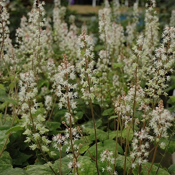 Tiarella wherryi (Foamflower) - Foamflower Tiarella wherryi (Foamflower) - Foamflower