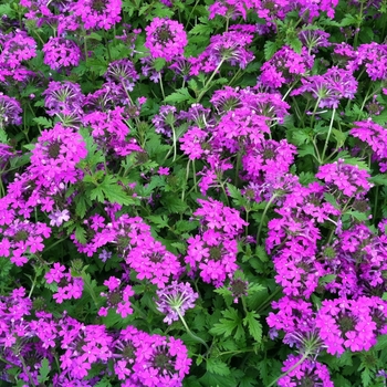Verbena canadensis 'Perfecta' (Vervain) - Perfecta Vervain Verbena canadensis 'Perfecta' (Vervain) - Perfecta Vervain