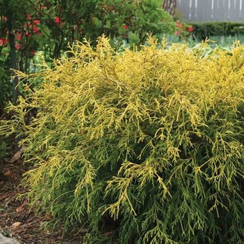 Chamaecyparis pisifera filifera - 'King's gold' Falsecypress