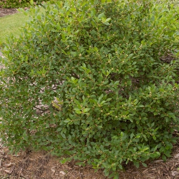 Ilex verticillata - 'Jim Dandy' Winterberry