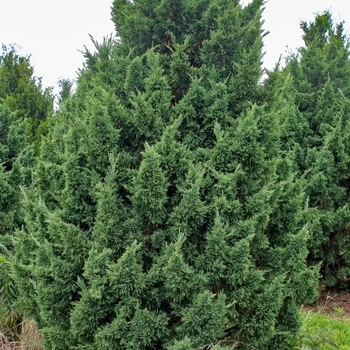 Juniperus chinensis - 'Perfecta' Chinese Juniper