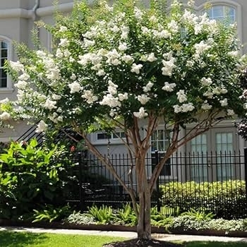 Lagerstroemia indica x fauriei - 'Natchez' Crapemyrtle