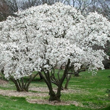 Magnolia stellata - 'Royal Star'