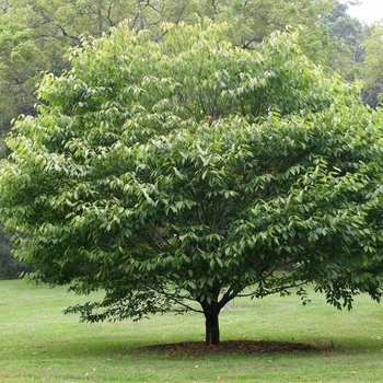 Carpinus caroliniana - Wisconsin Red™ Musclewood