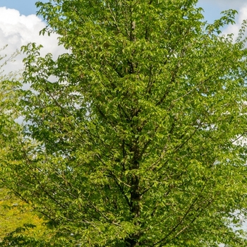 Ostrya carpinifolia - Hop Hornbeam