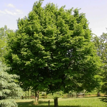 Ostrya virginiana (Hop Hornbeam or Ironwood) - Hop Hornbeam or Ironwood