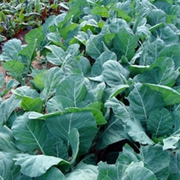 Collards - Collards Flash