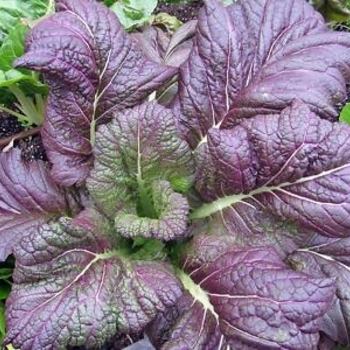 Mustard - Mustard Red Giant