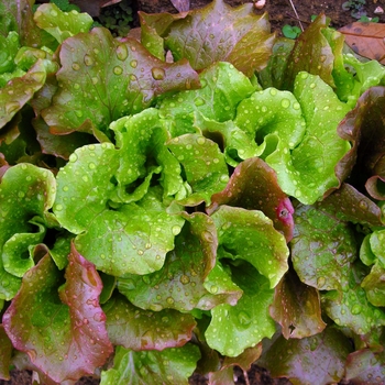 Lettuce - Lettuce Batavian Sierra