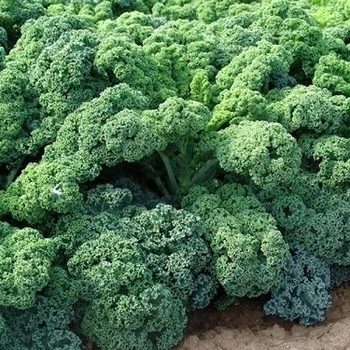 Kale - Kale Seabor