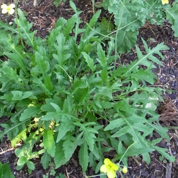 Arugula - Arugula Rocket