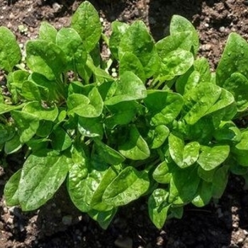 Spinach - Spinach Avon