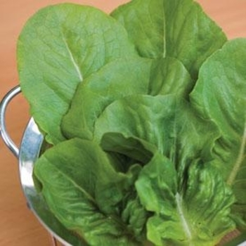 Lettuce - Lettuce Little Caesar