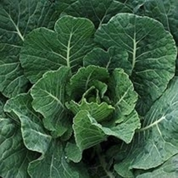 Collards - Collards Bulldog