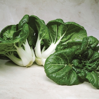 Cabbage - Cabbage Chinese Toy Choy